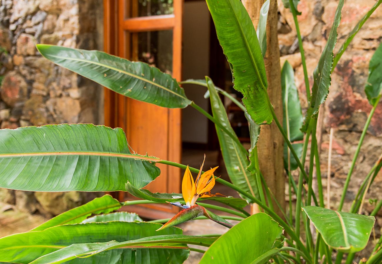 Ferienwohnung in Tacoronte - HomeForGuest  Gemütliche ländliche Wohnung El Romero mit großem Garten