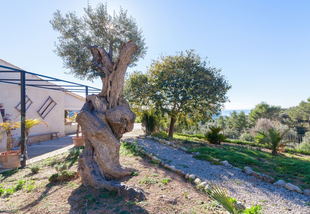 Villa in Andratx - Finca LLuisa