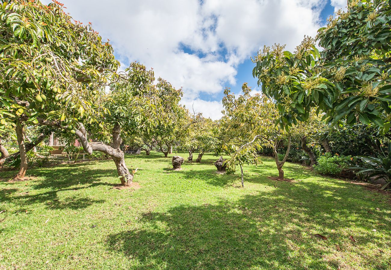 Apartment in Tacoronte - HomeForGuest Cosy rural flat El Romero with large gardens